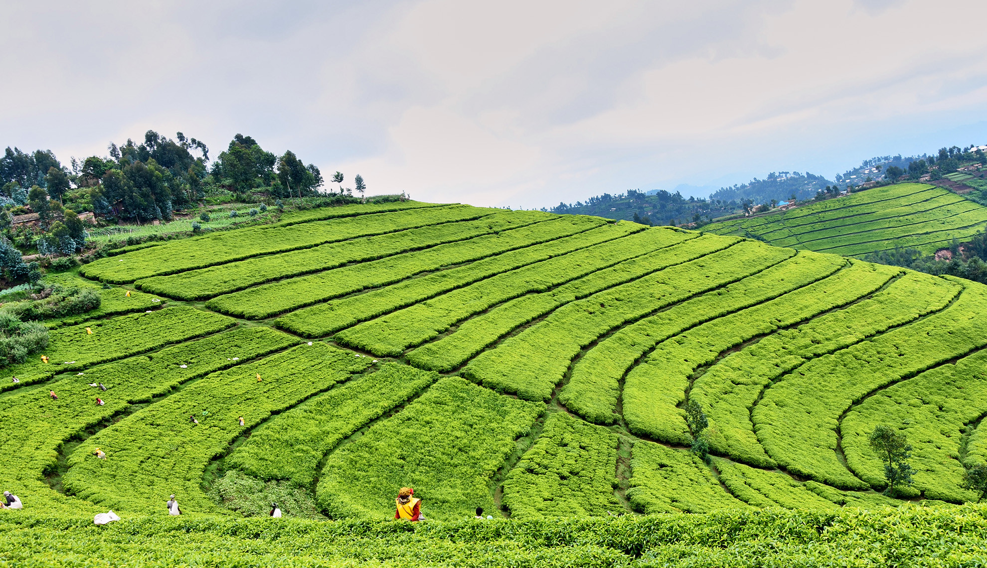 Agriculture in Rwanda