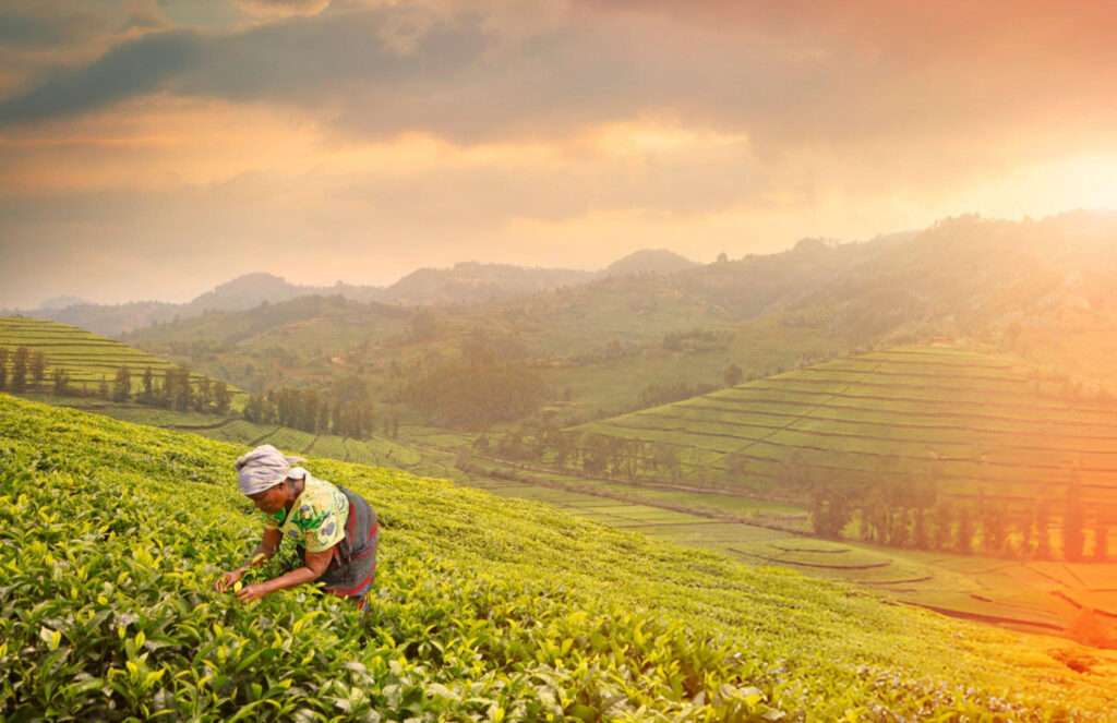 Agriculture2
